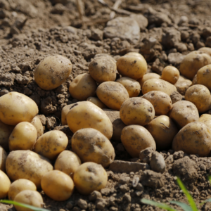 Irish Potatoes